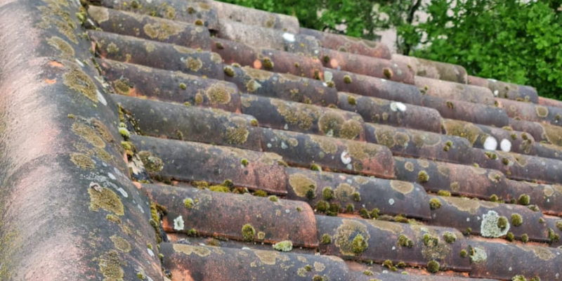 salissures-sur-toiture-mousses-lichen salissures sur toitures